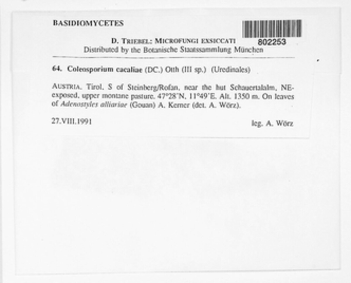 Uromyces cacaliae image